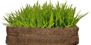 Golden Weaves Wheat Grass Tray