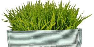 Green Striped Wheat Grass Tray