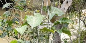 Hanging Plant Pot Ring