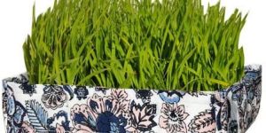 Pink Blue Flowers Wheat Grass Tray