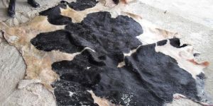 Wet Salted Cattle Hide