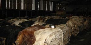 Wet Salted Horse Hides