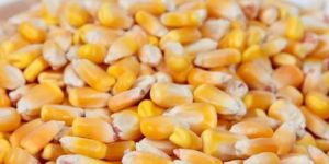 Yellow Corn Seeds