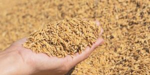 Short Grain Paddy Rice