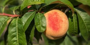 Peach Plant