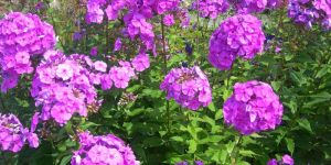 Phlox Plant