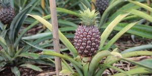 Pineapple Plant