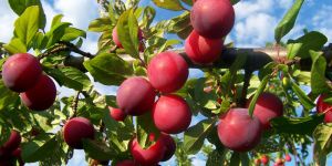 Plum Plant