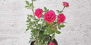 Rose Plant