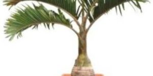 Royal Palm Plant