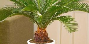 Sago Palm Plant