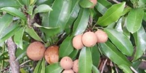 Sapota Plant