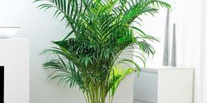 Talipot Palm Plant