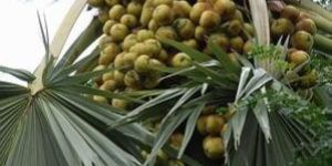 Toddy Palm Plant