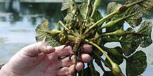 Water Chestnut Plant