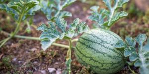 Watermelon Plant
