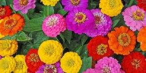 Zinnia Plant