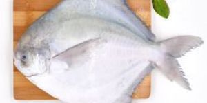 Fresh Pomfret Fish