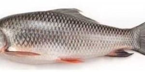 Fresh Rohu Fish