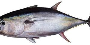 Fresh Tuna Fish