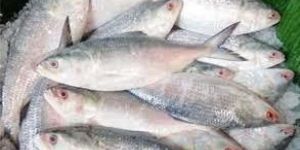 Frozen Hilsa Fish