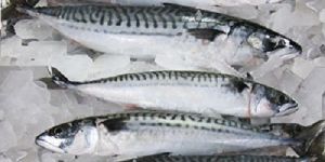 Frozen Mackerel Fish
