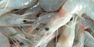 Frozen Prawn Fish