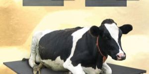 Cow Mat