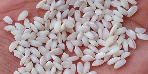 Round Rice