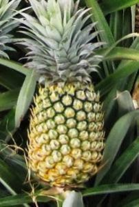 Fresh Pineapple