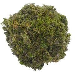 Dried Moss Grass