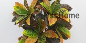 Artificial Croton Plant