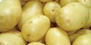 Himsona Potato Seeds