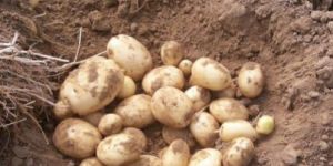 Kufri Mohan Potato Seeds