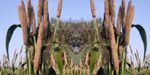 Radical Hybrid Bajra Seeds