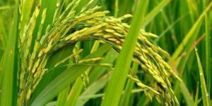Radical Paddy Seeds