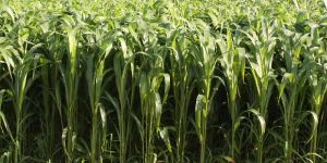 Radical Sorghum Sudan Grass Seeds