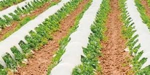 Agriculture Mulch Film