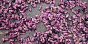 Jamun Seeds