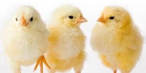 Broiler Chicks
