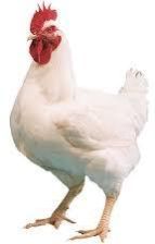 Live Broiler Chicken