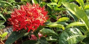 Singapore Ixora Plant