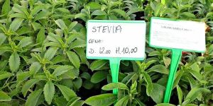 Stevia Plant
