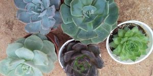 Succulent Plant