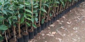 Syzygium Cumini Plant