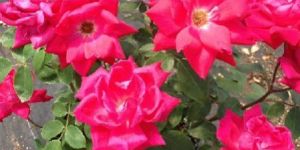 Thornless Rose Plant