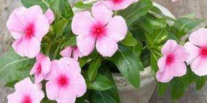 Vinca Plant