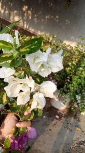 White Bougainvillea Plant