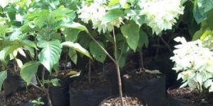 White Mussaenda Plant