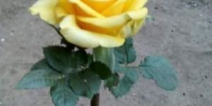 Yellow Rose Plant